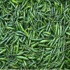 Grüne Chilli