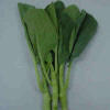 35 Thai Brocoli,Cai lan