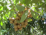 Longan,Trai Nhan